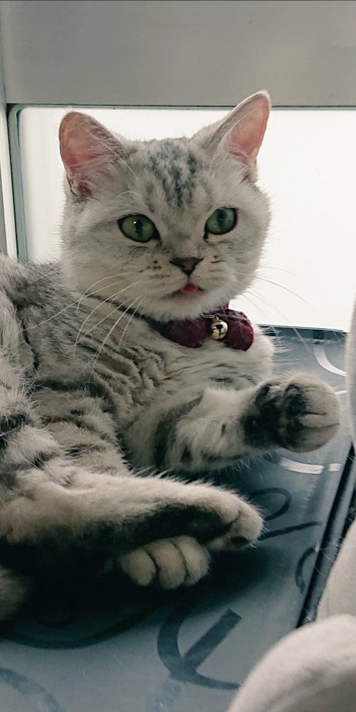 suya0806's tweet photo. 舌しまい忘れ🥰

#猫の居る暮らし 
#猫好きさんと繋がりたい 
#すやちゃん
#ミヌエット 
#猫 https://t.co/oVHVOGUQwX