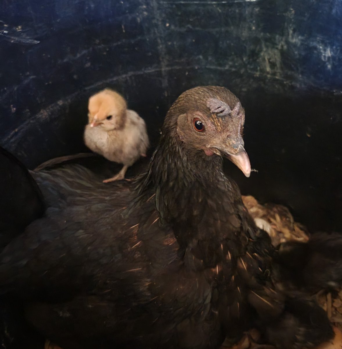 DownHomeWoman's tweet photo. I was given a mixed bantam hen and rooster (Sebright and Old English) last year. This year she hatched 7 chicks just in time for mothers day (not just her eggs).
#BarnyardMix https://t.co/hLh7WehY77