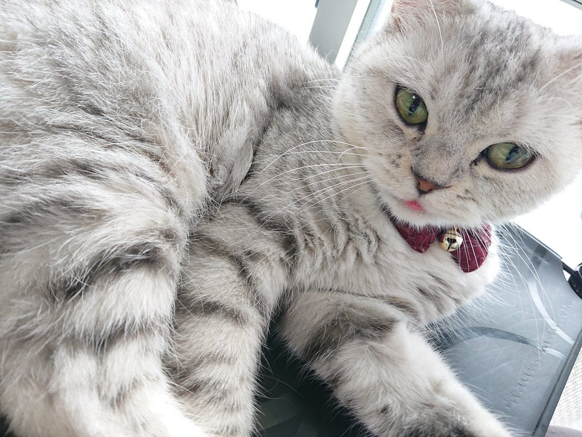 suya0806's tweet photo. 舌しまい忘れ🥰

#猫の居る暮らし 
#猫好きさんと繋がりたい 
#すやちゃん
#ミヌエット 
#猫 https://t.co/oVHVOGUQwX