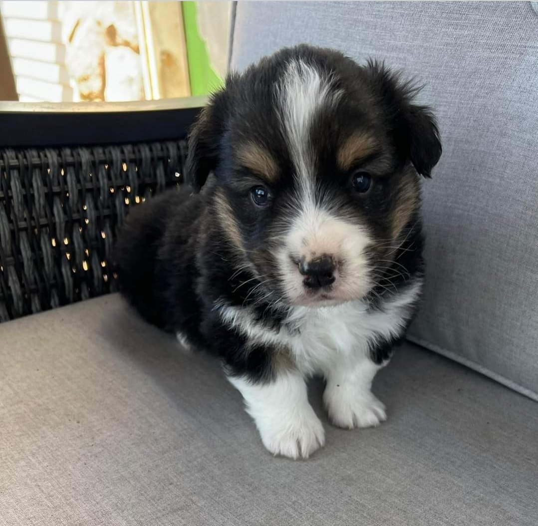 In 4 weeks, we get to bring him home! So excited!!!!! ❤️❤️❤️❤️❤️❤️❤️