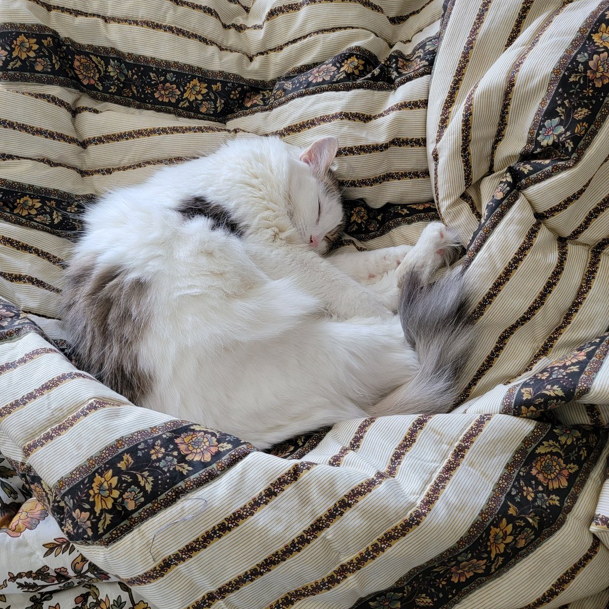 Sleeping Beauty
#CatsOfTwitter #Caturday #Cat #CatsOnTwitter
