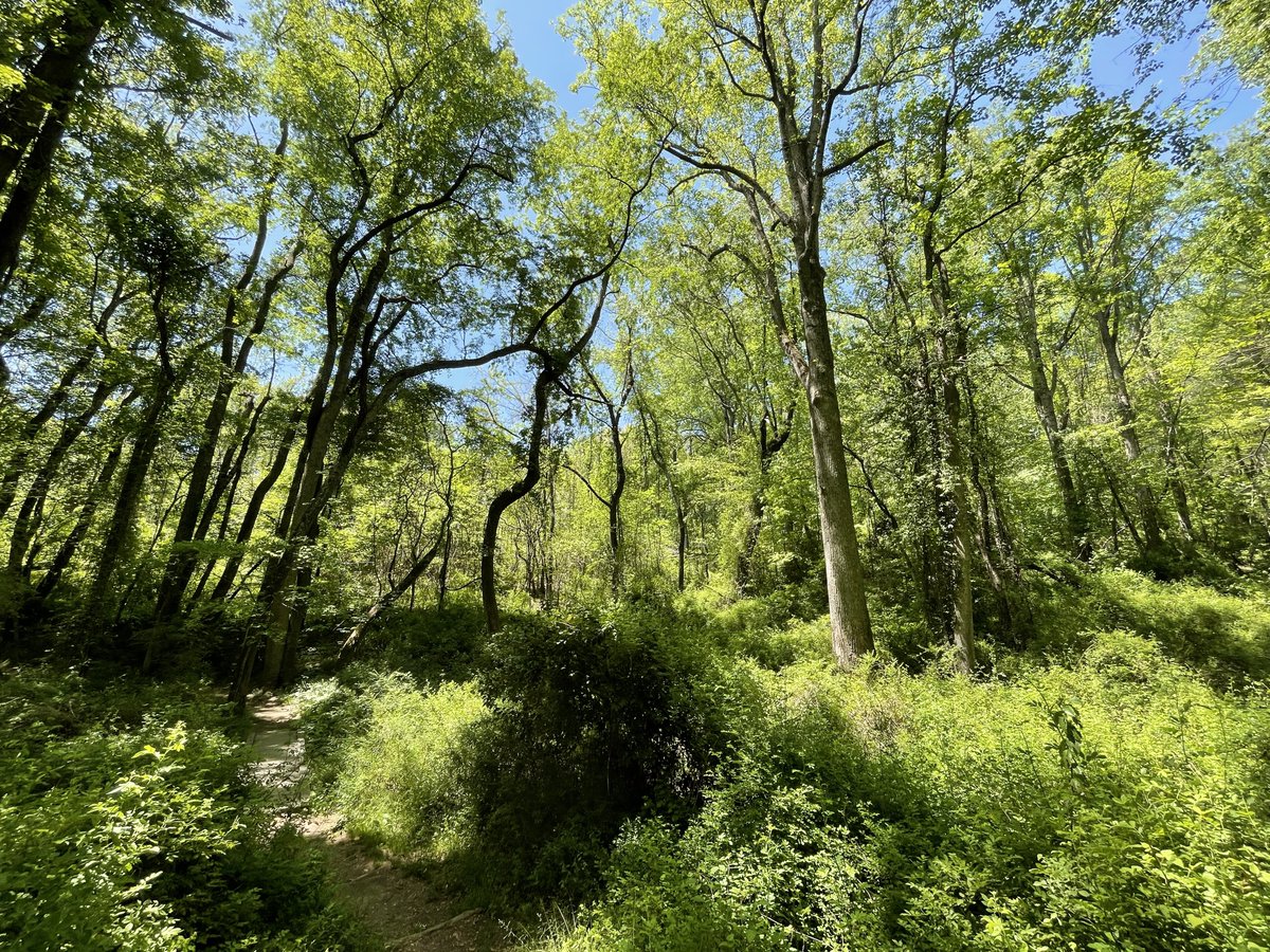 byelsachen's tweet photo. Finally made it out to the NC Mountains this weekend and they are  STUNNING. Will definitely be dumping more pictures throughout this week for the nature dopamine. #TwitterNatureCommunity https://t.co/Ck6KJhn5hs