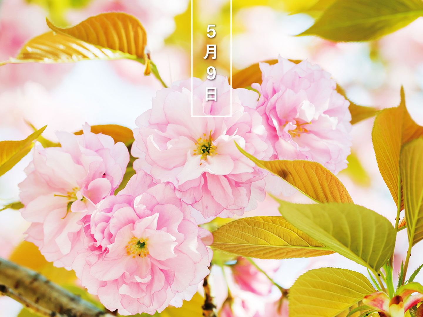 暦生活 今日の誕生花 ヤエザクラ 八重桜 花の日めくり 花言葉 才色兼備 八重咲きに花をつけるサクラの総称 奈良時代から愛されていました 開花時期はソメイヨシノより2週間ほど遅く 春爛漫の中で楽しめます 花びらは桜湯に 暦生活の