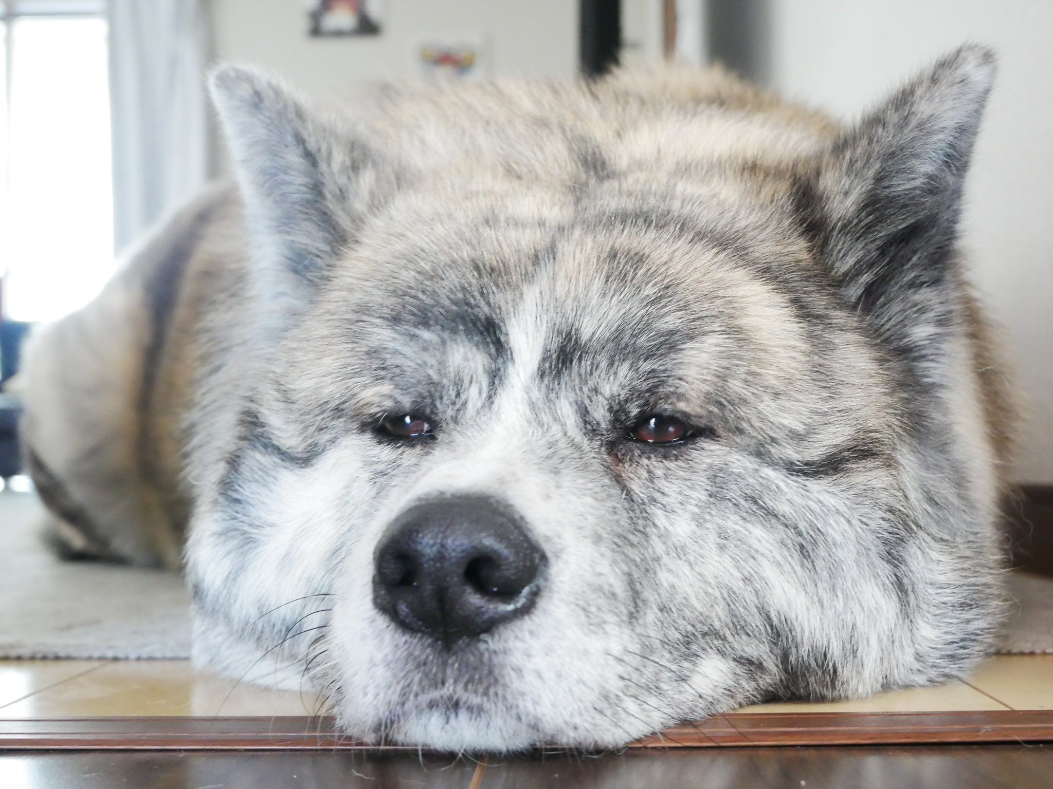 秋田犬 ぎん 472towllzpsuyig Twitter