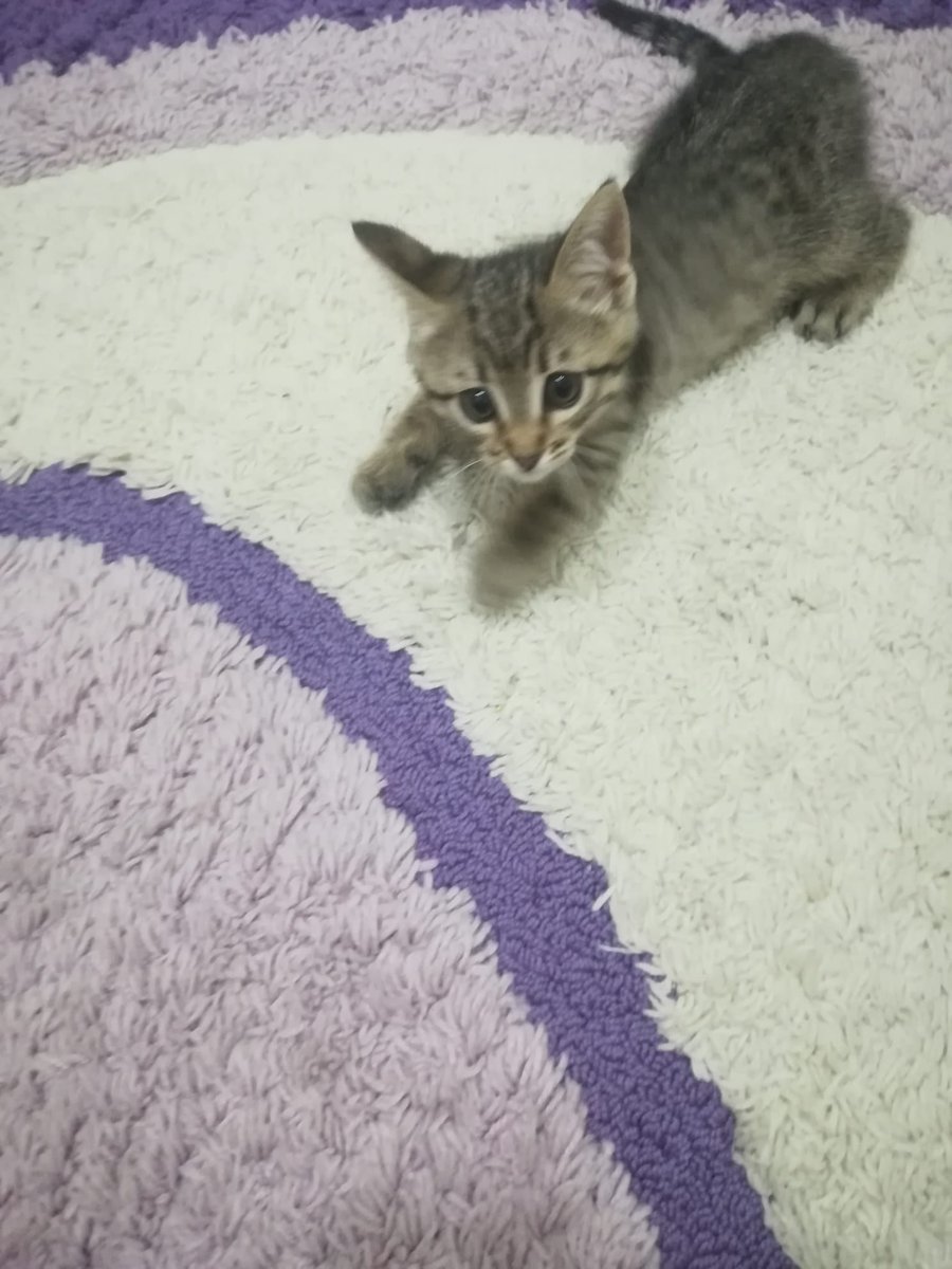 Evde mal mal koşuyor bunlar hep böyle mi