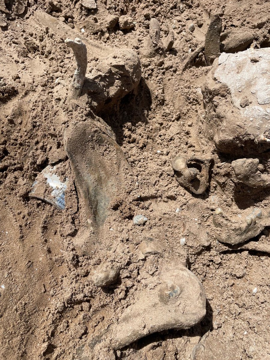 MORE REMAINS: KTNV spoke with the women who took these photos of remains found at Lake Mead shortly following the barrel that was found with human remains.
STORY: ktnv.com/news/more-rema…
📸 credit: Lindsey and Lynette Melvin