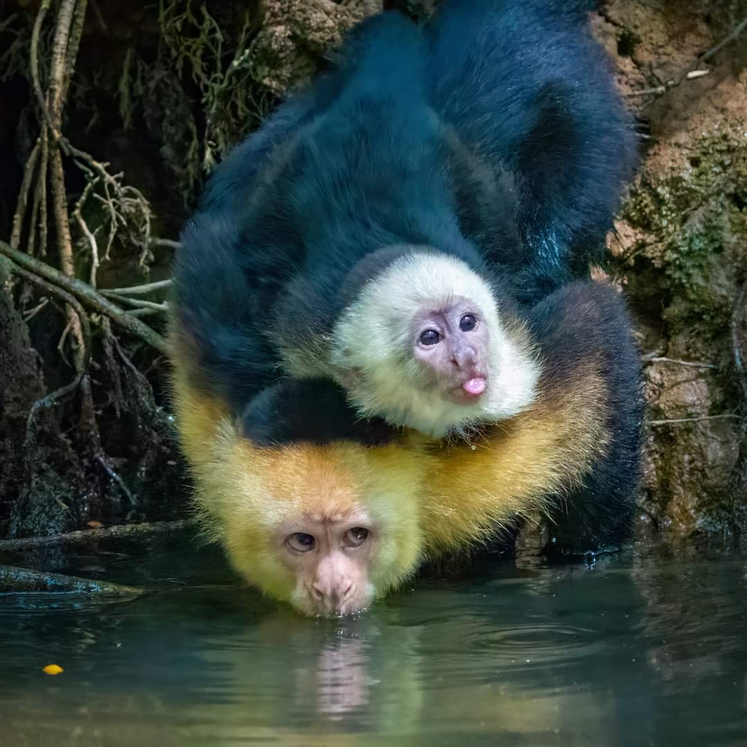 28sirius's tweet photo. @claudiorossi11 Animals you say? https://t.co/TvEei9Z9oq