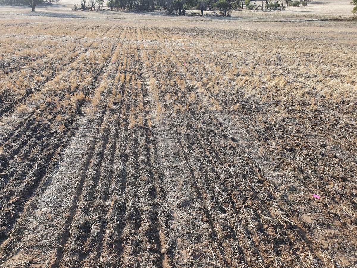 Wilkyrichard1's tweet photo. Spent the weekend putting more seed in the ground. Awesome trial looking at interactiom of pre em herbicide mixtures and time of sowing of wheat on rye grass seed bank. Can't wait to see the results #AHRI #kalyxtrials2022 #grdcwest https://t.co/RhFftcDZFk