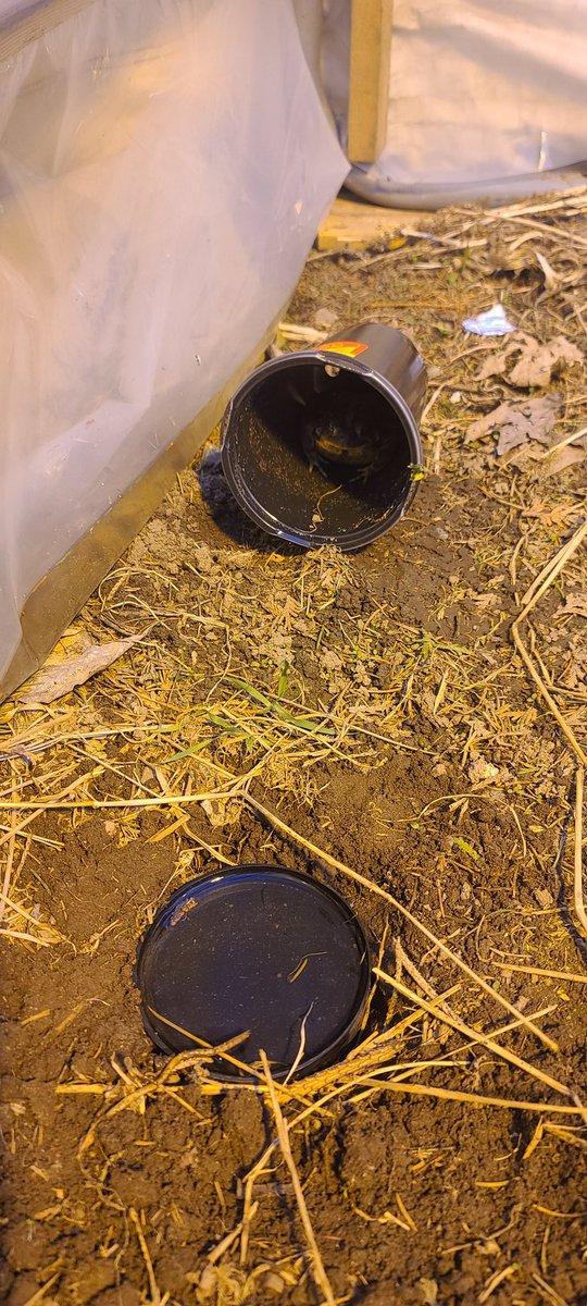 PushinPetunias's tweet photo. Well, it's been a few hours and he's still here. Gave him a sunken water dish, in case he can't find his way back out, or just doesn't want to lol. Todd here found himself in a warm, sheltered... thing, with bugs to eat and water. 

#ToddTheToad 
#greenhouse 
#GreenhouseGrowz https://t.co/tJnlS3BZL6