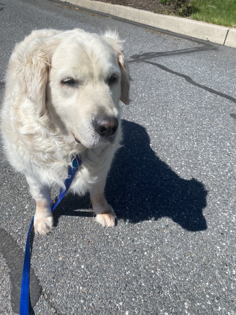 Hi everyone. Jasper needs your prayers. He has pancreatitis and acc to the vet it is mild. However he is not drinking and we need to keep him hydrated. Off to the emergency vet think of us, please