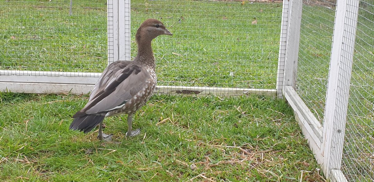 GeelongDuckRescue tweet media