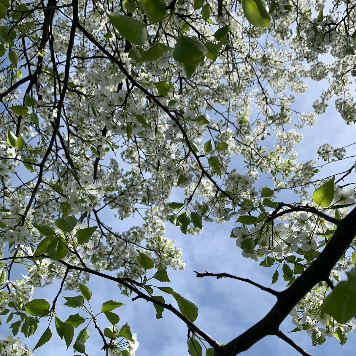 bonbonsandbooks's tweet photo. Hope you all had a #happymothersday #cherryblossom !
.
.
.
#Puremi #Relaxing 💞 #instacute ☀️ #familytime❤️ #instagood #hollymi #bonbonsandbooks #bonbons 🙌👍 #instaspring #springtime #cherryblossomtree https://t.co/YgrzvMU6IL