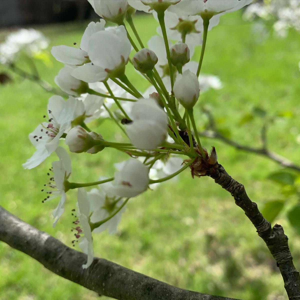 bonbonsandbooks's tweet photo. Hope you all had a #happymothersday #cherryblossom !
.
.
.
#Puremi #Relaxing 💞 #instacute ☀️ #familytime❤️ #instagood #hollymi #bonbonsandbooks #bonbons 🙌👍 #instaspring #springtime #cherryblossomtree https://t.co/YgrzvMU6IL
