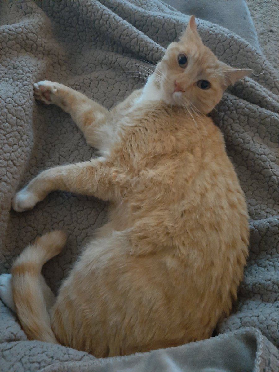 AkaOrangejuice's tweet photo. Sleeping peacefully and then my hooman dad had to scare the poo outta me! What a meanie. He's going to get it tonight! 

#CatsOfTwitter #meancatdad #scaredeyes #cat #cats #scaredcats https://t.co/cEPYjvVouT