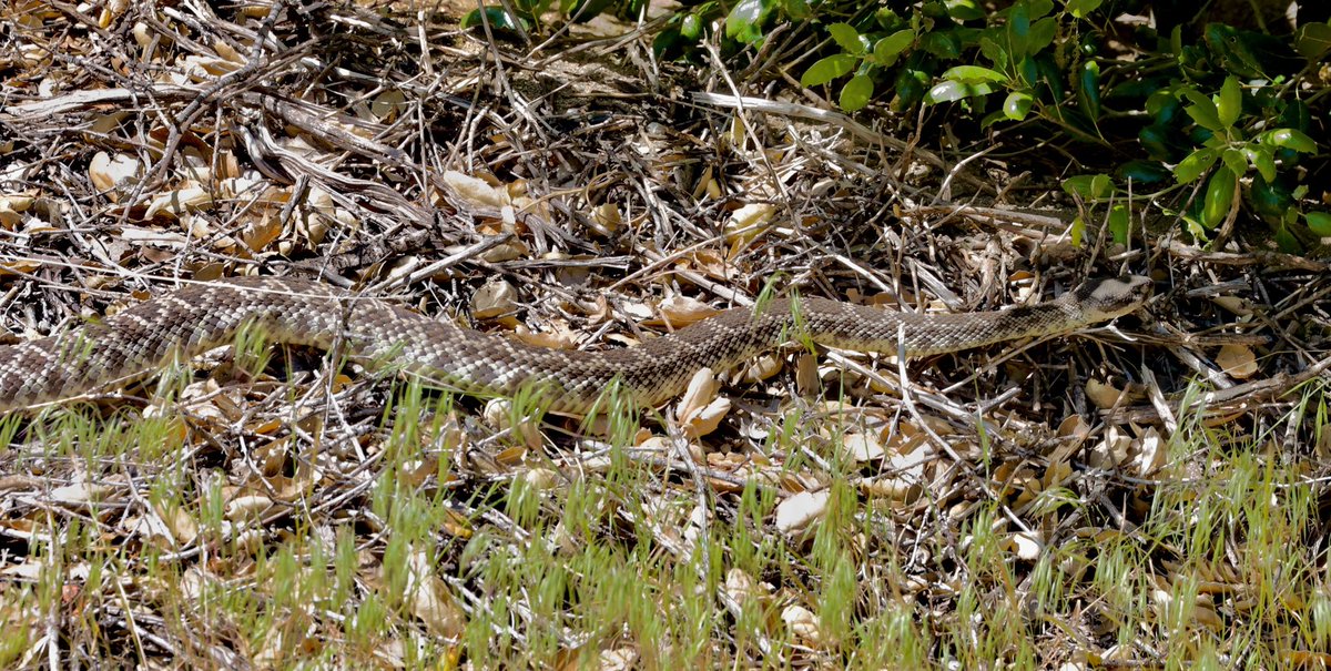 AdamDClovermist's tweet photo. Incredible end to the first week for our @naturetrektours guests in California. Pacific Rattlesnake, huge migration of buntings, warblers, tanagers, grosbeaks, orioles etc at the Salton Sea, Burrowing Owls, and we found a vagrant Scissor-tailed Flycatcher! Now on to the deserts.. https://t.co/2s3YviCWb2