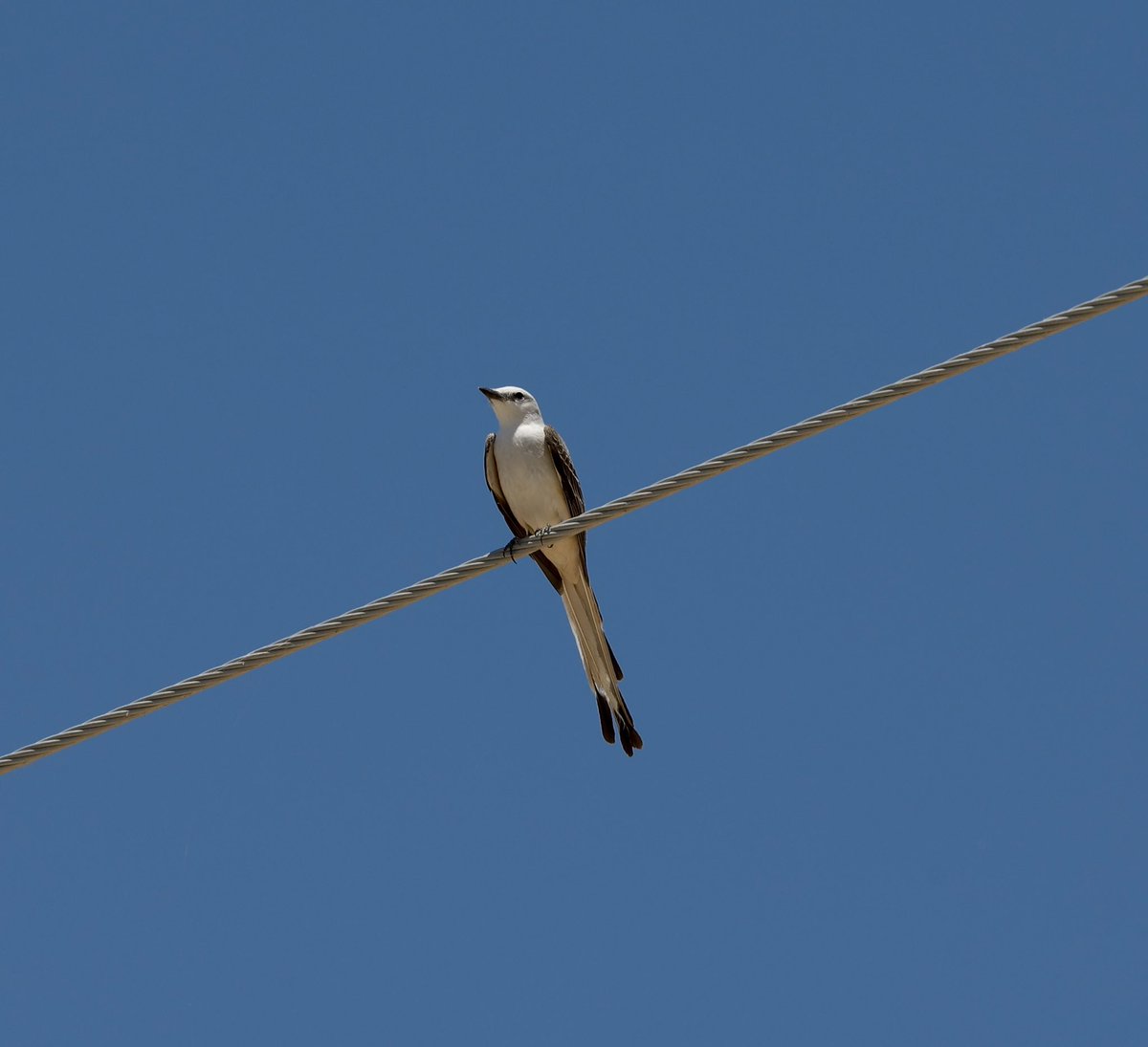 AdamDClovermist's tweet photo. Incredible end to the first week for our @naturetrektours guests in California. Pacific Rattlesnake, huge migration of buntings, warblers, tanagers, grosbeaks, orioles etc at the Salton Sea, Burrowing Owls, and we found a vagrant Scissor-tailed Flycatcher! Now on to the deserts.. https://t.co/2s3YviCWb2