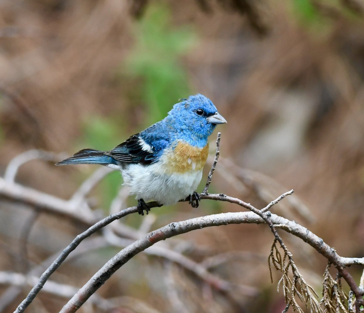 AdamDClovermist's tweet photo. Incredible end to the first week for our @naturetrektours guests in California. Pacific Rattlesnake, huge migration of buntings, warblers, tanagers, grosbeaks, orioles etc at the Salton Sea, Burrowing Owls, and we found a vagrant Scissor-tailed Flycatcher! Now on to the deserts.. https://t.co/2s3YviCWb2