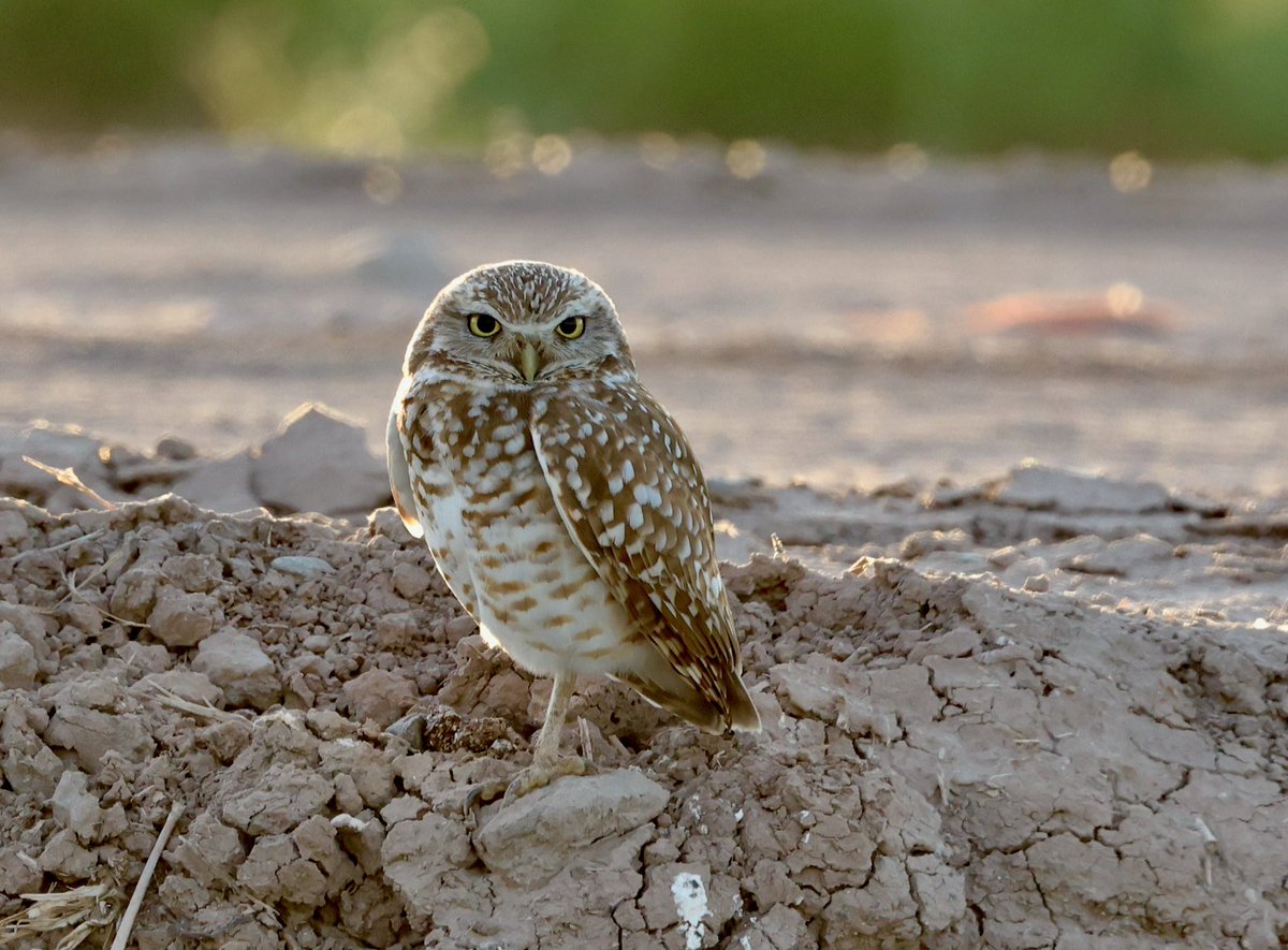 AdamDClovermist's tweet photo. Incredible end to the first week for our @naturetrektours guests in California. Pacific Rattlesnake, huge migration of buntings, warblers, tanagers, grosbeaks, orioles etc at the Salton Sea, Burrowing Owls, and we found a vagrant Scissor-tailed Flycatcher! Now on to the deserts.. https://t.co/2s3YviCWb2