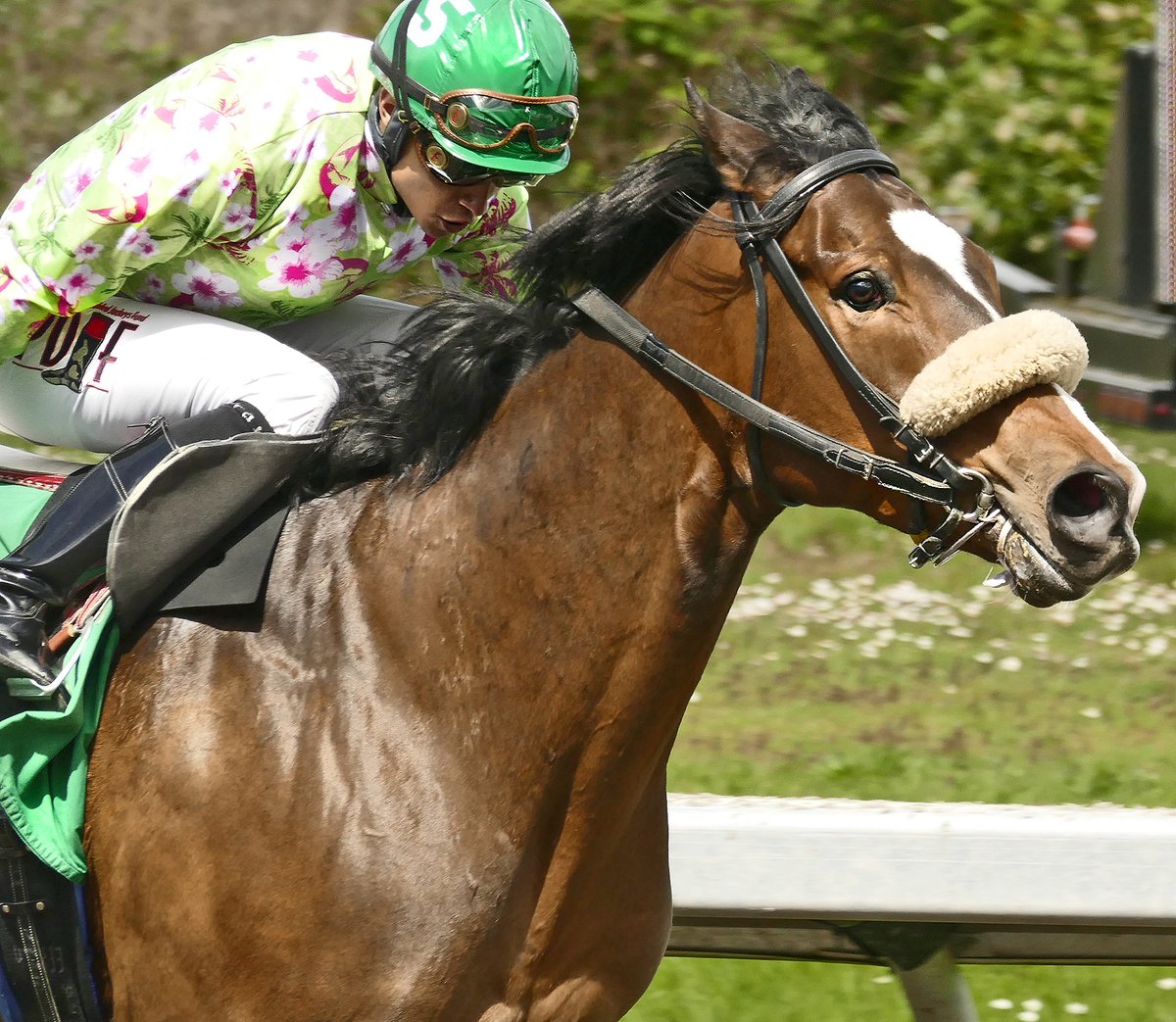 horseracing_bc's tweet image. Some excellent racing @hastingsraces on Saturday. 
This is is the BC-bred UNDERTHEGRAYDAR winning the first under Efrain Hernandez.