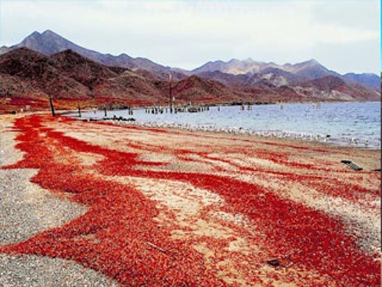 ThomasR29738457's tweet photo. Red crab migration in Christmas Island, Australia https://t.co/u4qHwYJQ49 https://t.co/y9GiV4B9HN