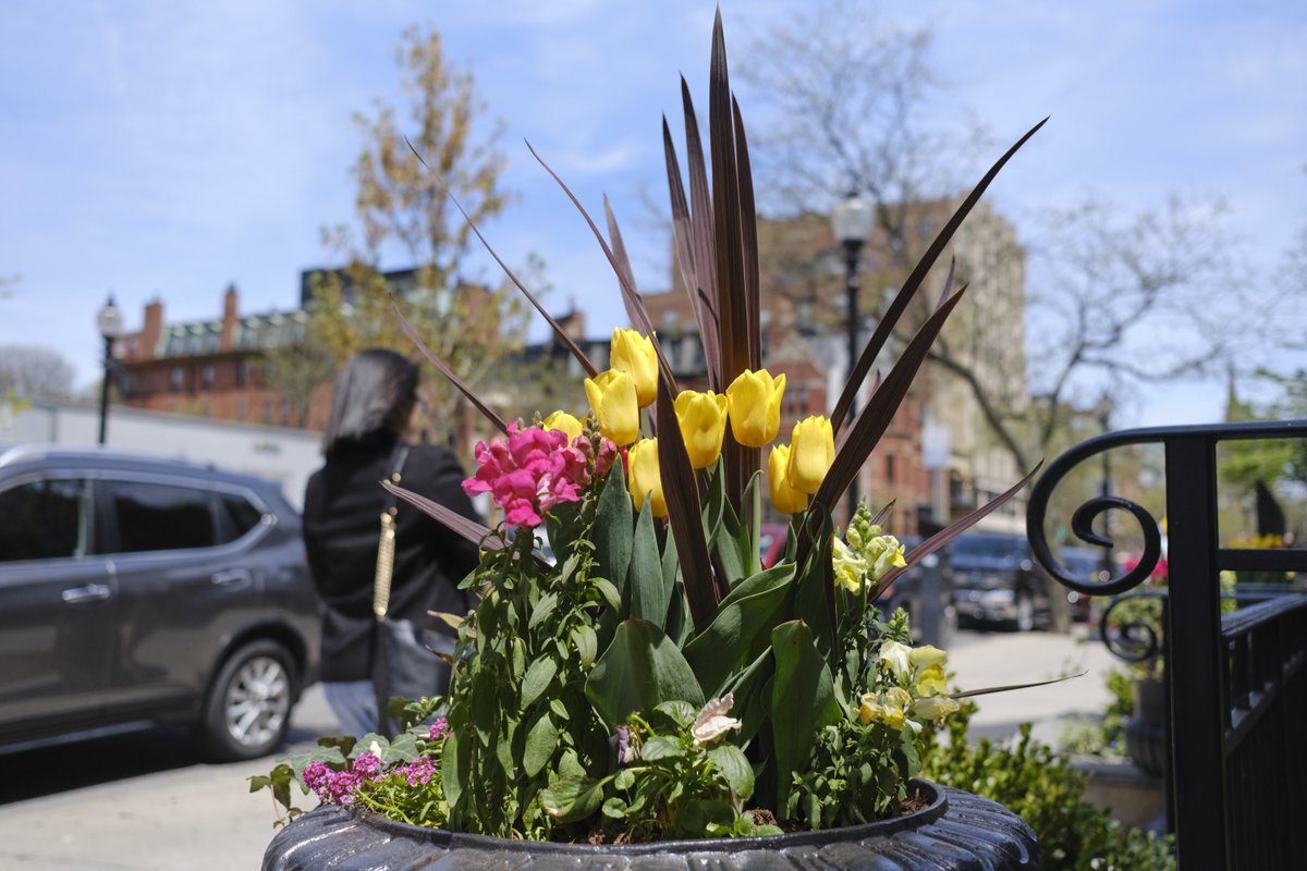sauravrt's tweet image. #spring #boston #streetphotography