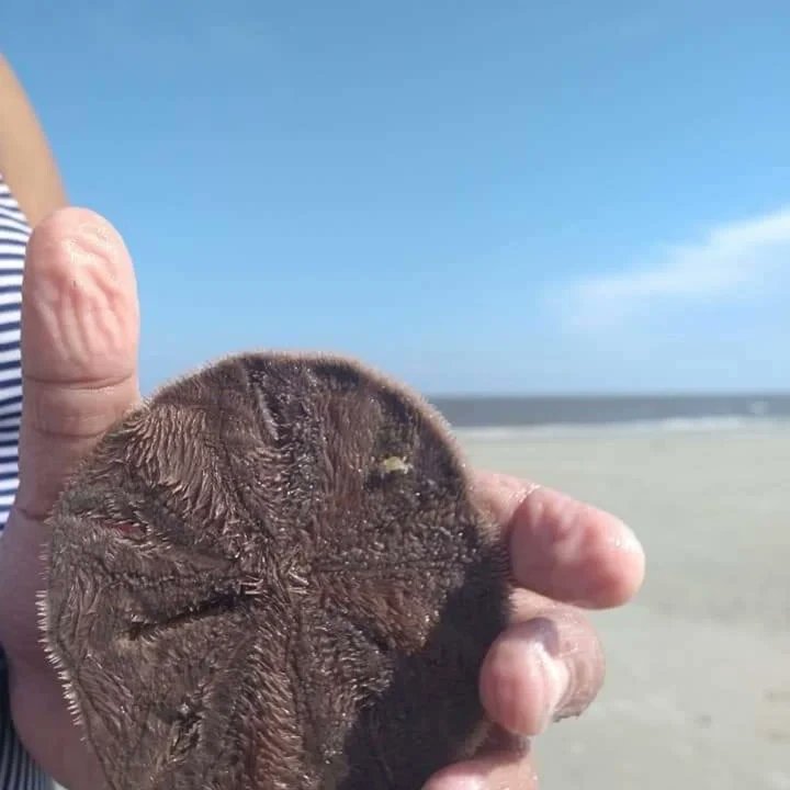 What I love about the coast. It's alive! #seabreeze #atlanticcoast #georgiacoast #beachlife #marinelife #stcatherinesisland #protectourcoast