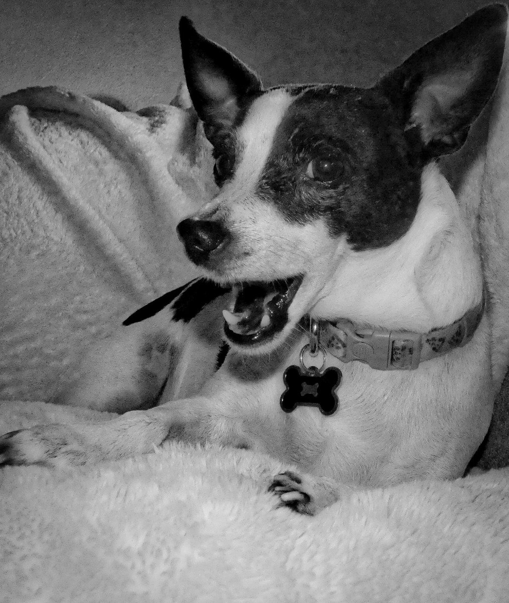 jennykinsutton's tweet photo. Banjo #ratterrier pup. https://t.co/gOGc2BeHDR