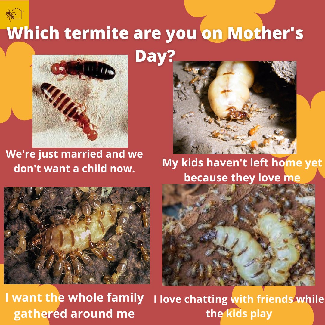 TemCupimlaemCS's tweet photo. Today to celebrate this special mother's day we from the @TemCupimlaemCS team would like to know how you identify yourself on this scale of queen moms.
#termites #isoptera #citzenscience #insect #scientificdivulgation #entomology #science #science #naturelovers https://t.co/lDVjgvIsk4