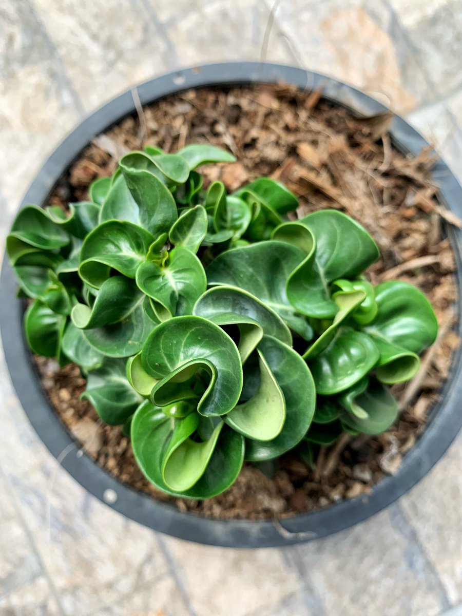 AkeViewfinder's tweet photo. #adenium #Thailand https://t.co/QZsOMIzsVN