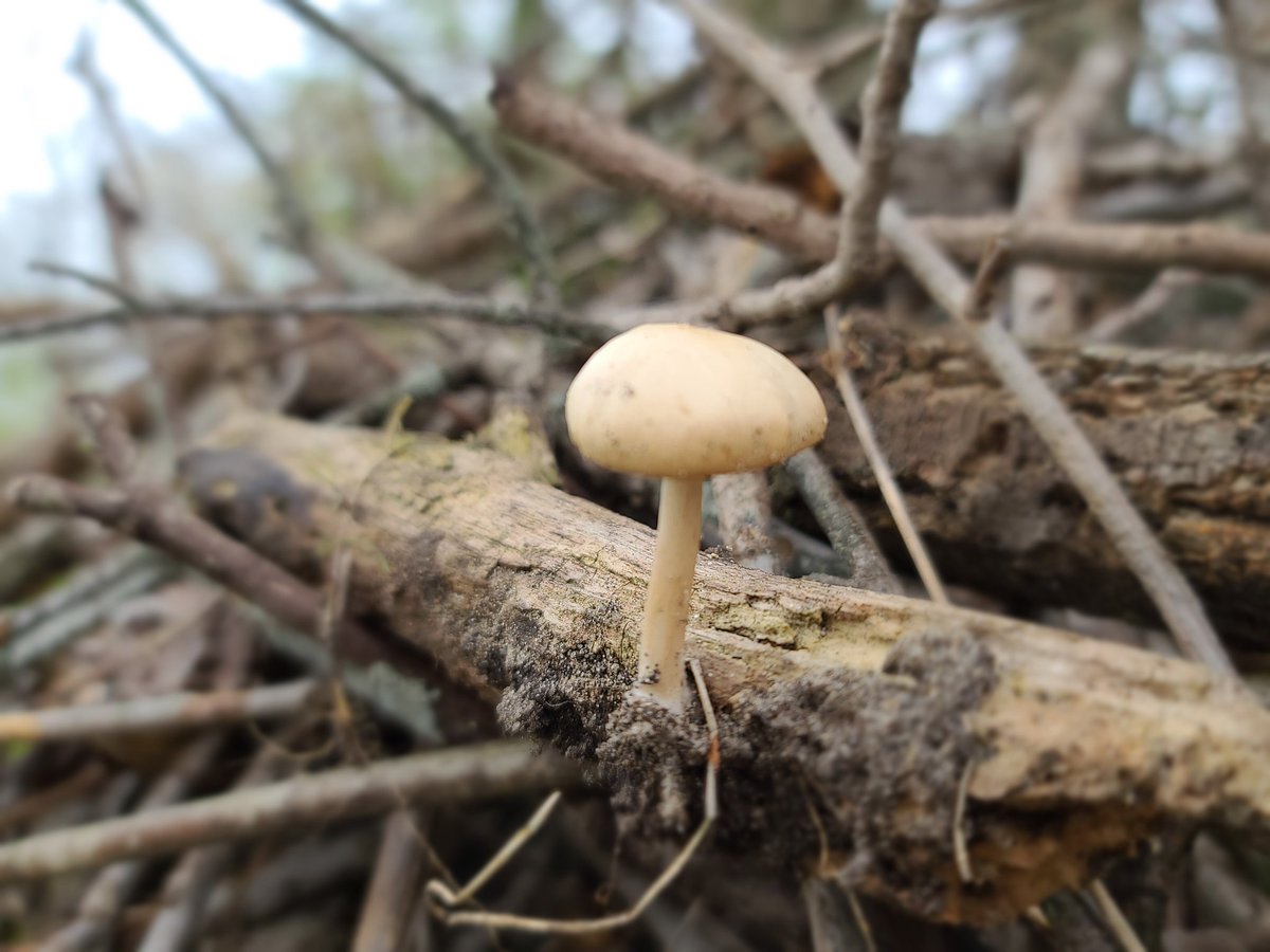 Infertility is a loss... loss of a dream and a future. After the storms come the gentle rain and subtle reminders. So be kind to yourself, especially today.
#Infertility #mushroom #fungi #backyardviews #MothersDay