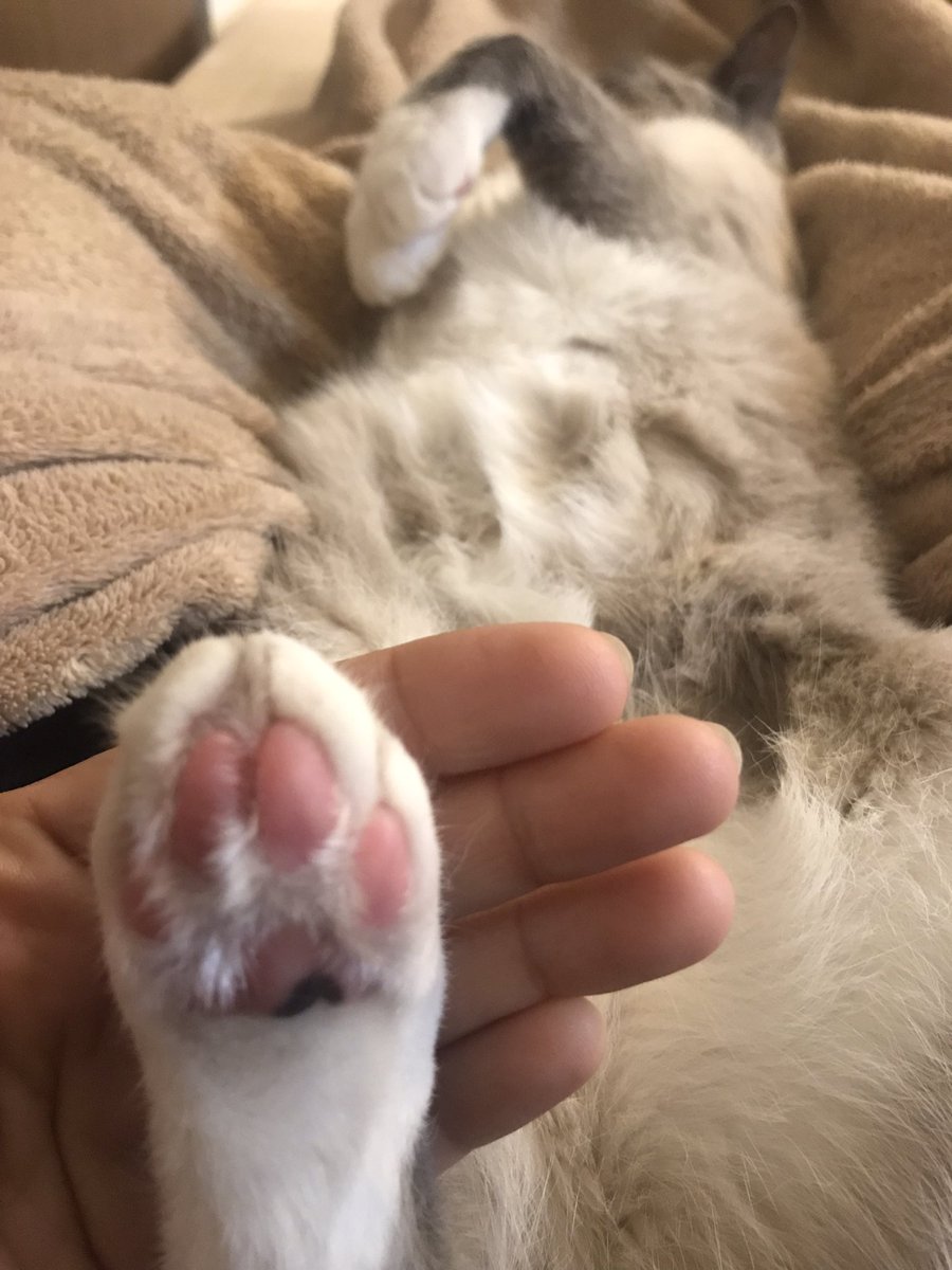 CleaRochaLopes's tweet photo. Olha esse pezinho🐾 https://t.co/4GOdfulB46