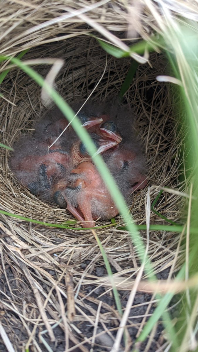 LiliMonTG's tweet photo. Nuggets con plumas.
#ilovefieldwork https://t.co/rokOYI0epj