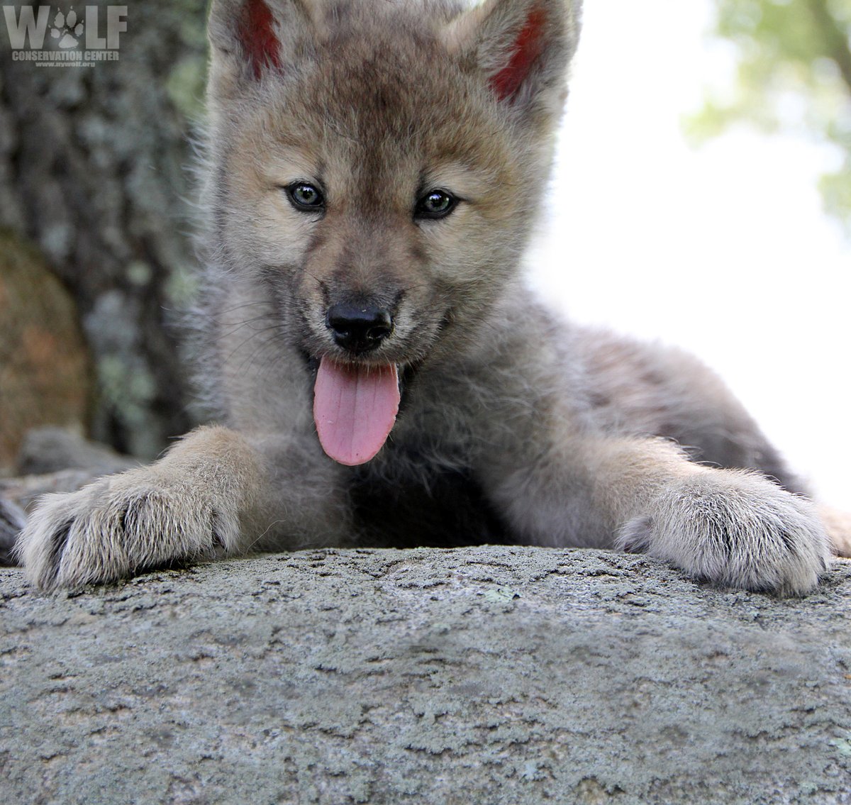 nywolforg's tweet photo. Come and spread your arms if you really need a hug 🐺 https://t.co/58W6xfU4B9