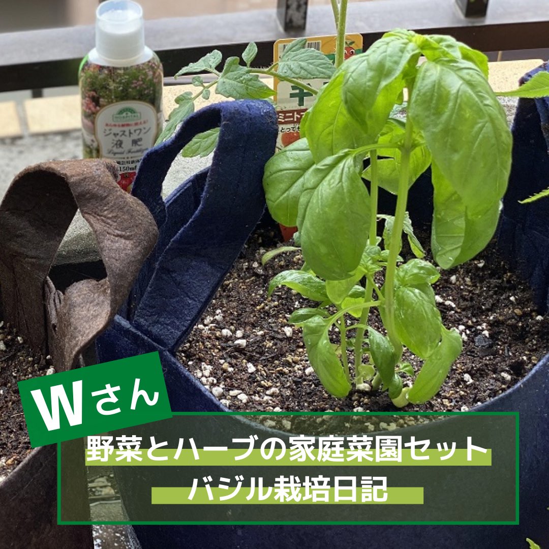 ｏａｔアグリオ株式会社 ˏˋバジルの栽培日記ˎˊ 今回はスタッフみんなで 野菜とハーブの家庭菜園セット を育てています いい香りのするバジル栽培 届いたセットを組み立てるだけでキッチンハーブのバジルが栽培できちゃいます バジル 栽培セット