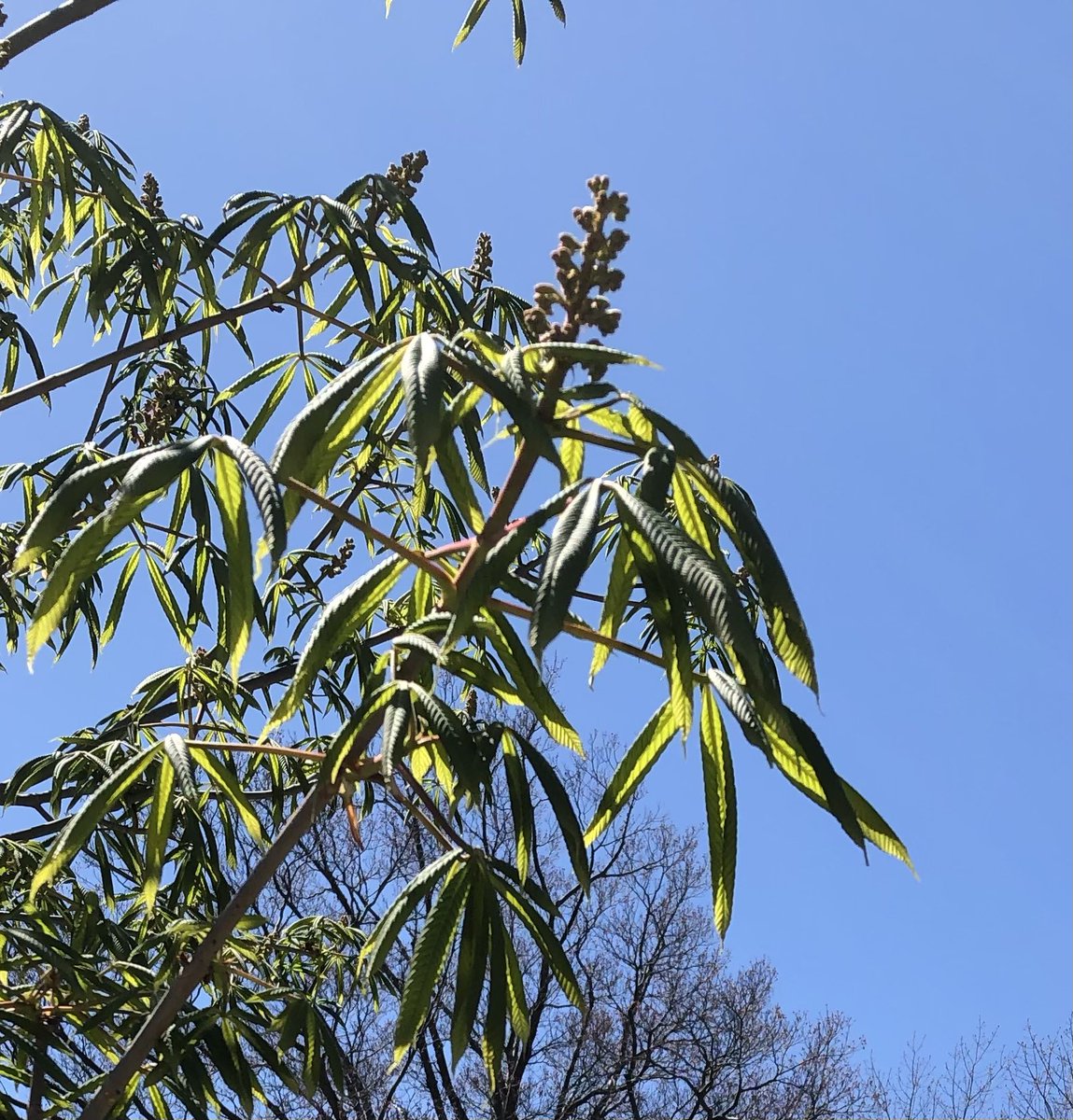 alltrees4ever's tweet photo. Ohio Buckeye leafing out #trees #greeningup #greenup  #spring https://t.co/dEyni0AlM8