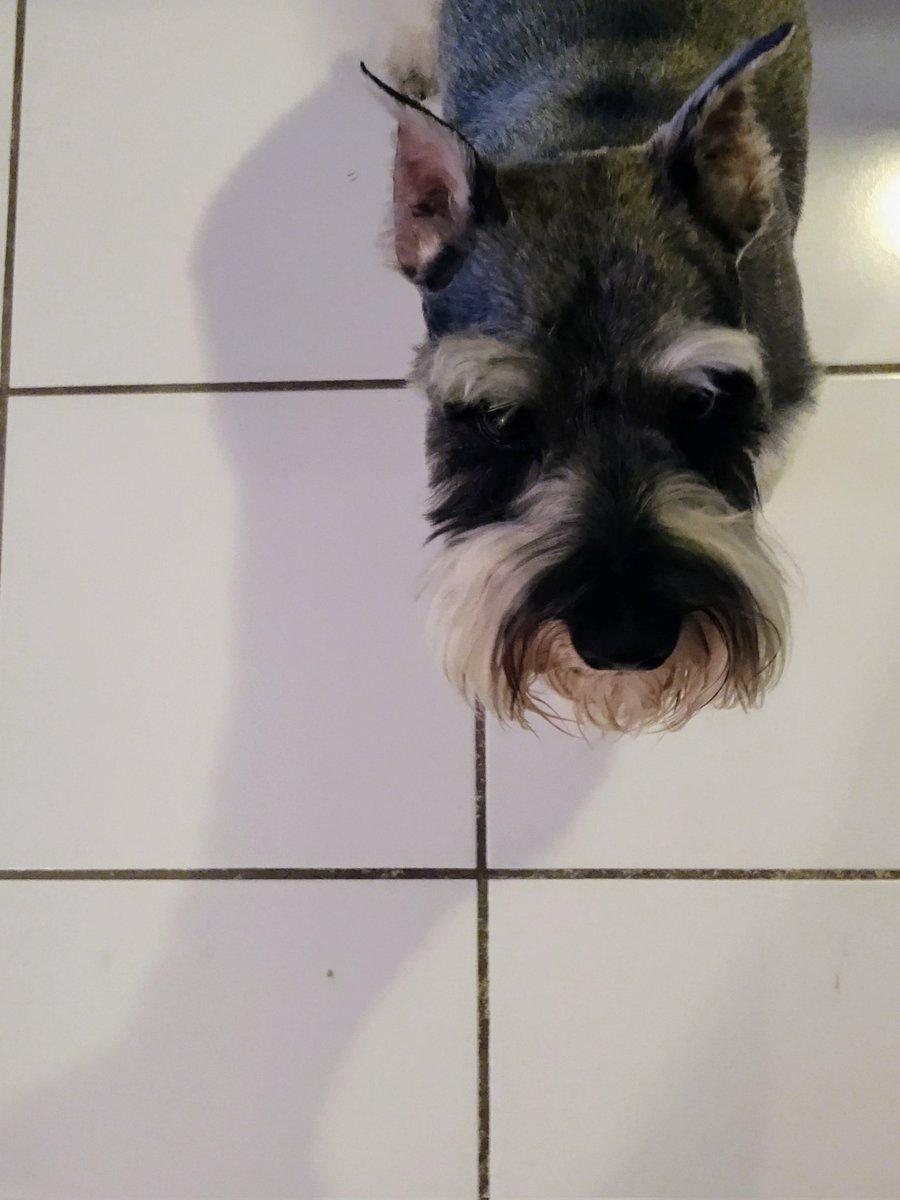 Whenever we can't find the dog we just yell BIRD #dogsoftwitter