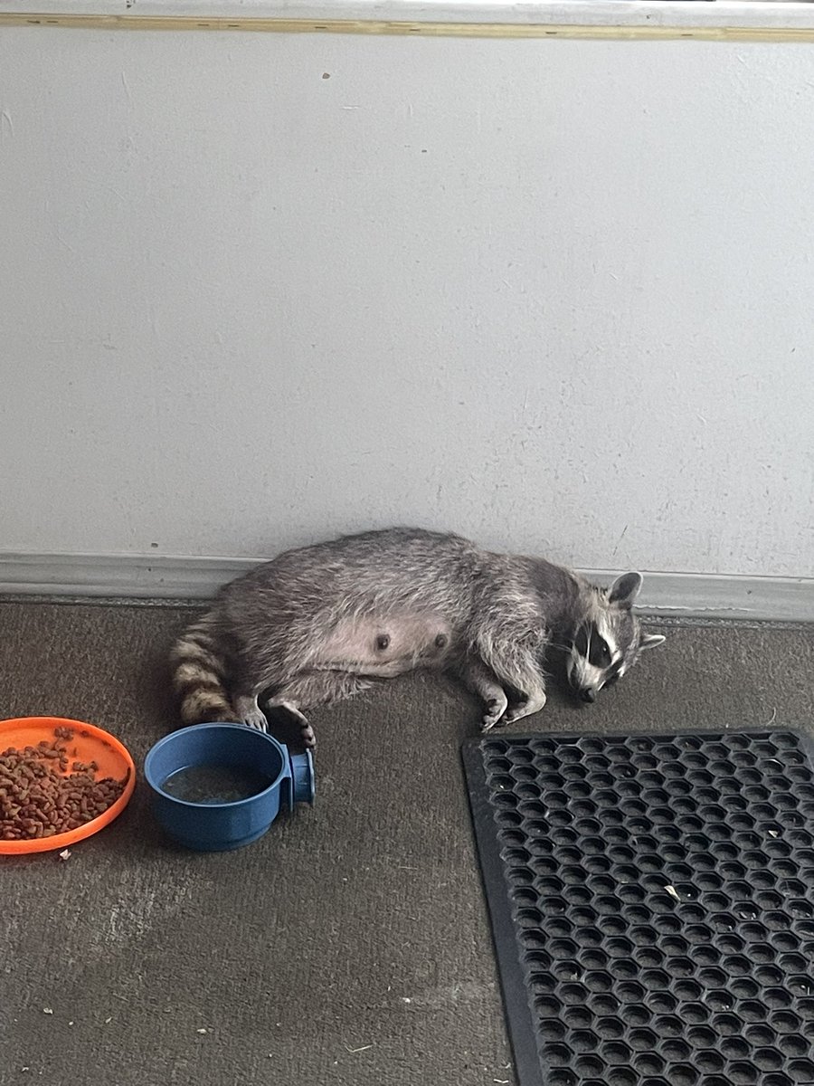 Sign2Me27's tweet photo. A pregnant raccoon just ate herself unconscious on our porch. She is fine…just pregnant and full. https://t.co/nDJyGw2Lea