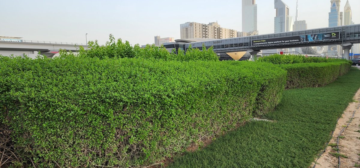 TafNjie's tweet photo. Lessons from #Dubai for #African countries: Dubai is in the desert but the authorities are doing everything possible to make the place look green by planting trees. Other African countries even in the rain forest are not doing the same...WHY, WHY, WHY???
#EnvironmentalProtection https://t.co/staLHewdjJ