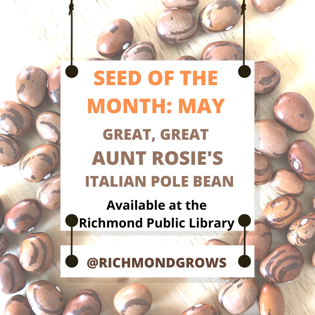 RichmondGrows's tweet photo. Check out Great, Great Aunt Rosie's Italian Pole Bean, the #SeedofMonth at the #SeedLibrary. Available @richcitylibrary. Grow &amp; share this #EastBay heirloom. It's one of the tastiest beans we've eaten! Great as a green, shelling, and soup bean. https://t.co/DCuiD0W6mw