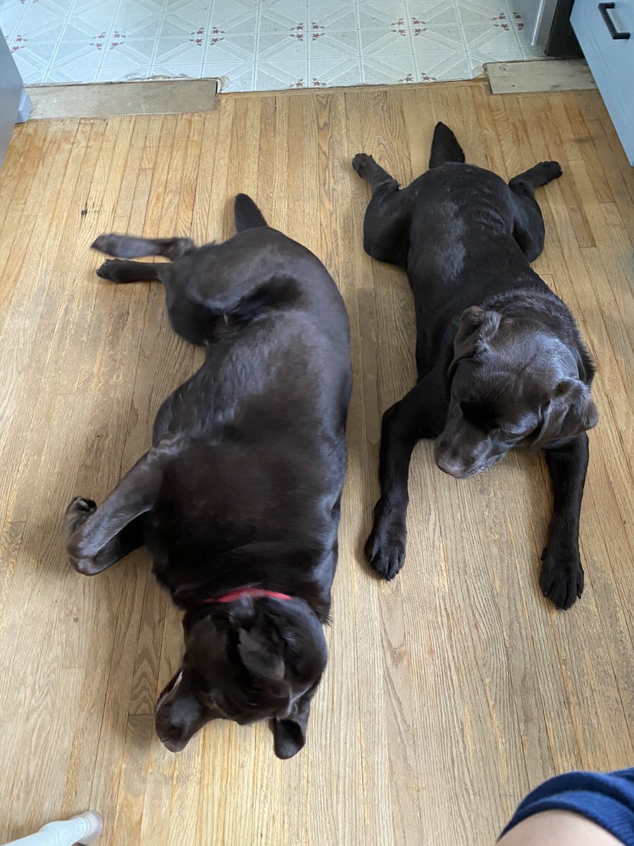 Beemaid's tweet photo. @JessiePigs @JessiePigs.                Savannah and Phoenix https://t.co/HYcAQl7TsY