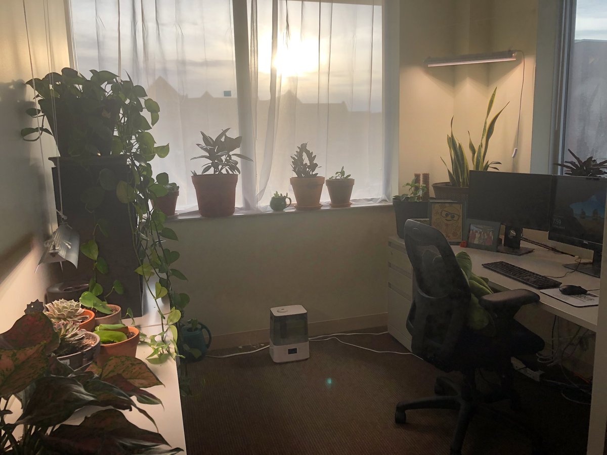 The lighting in my office at sunset was really beautiful today