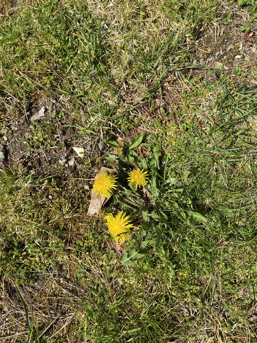 Suburban dad battle.  #220221