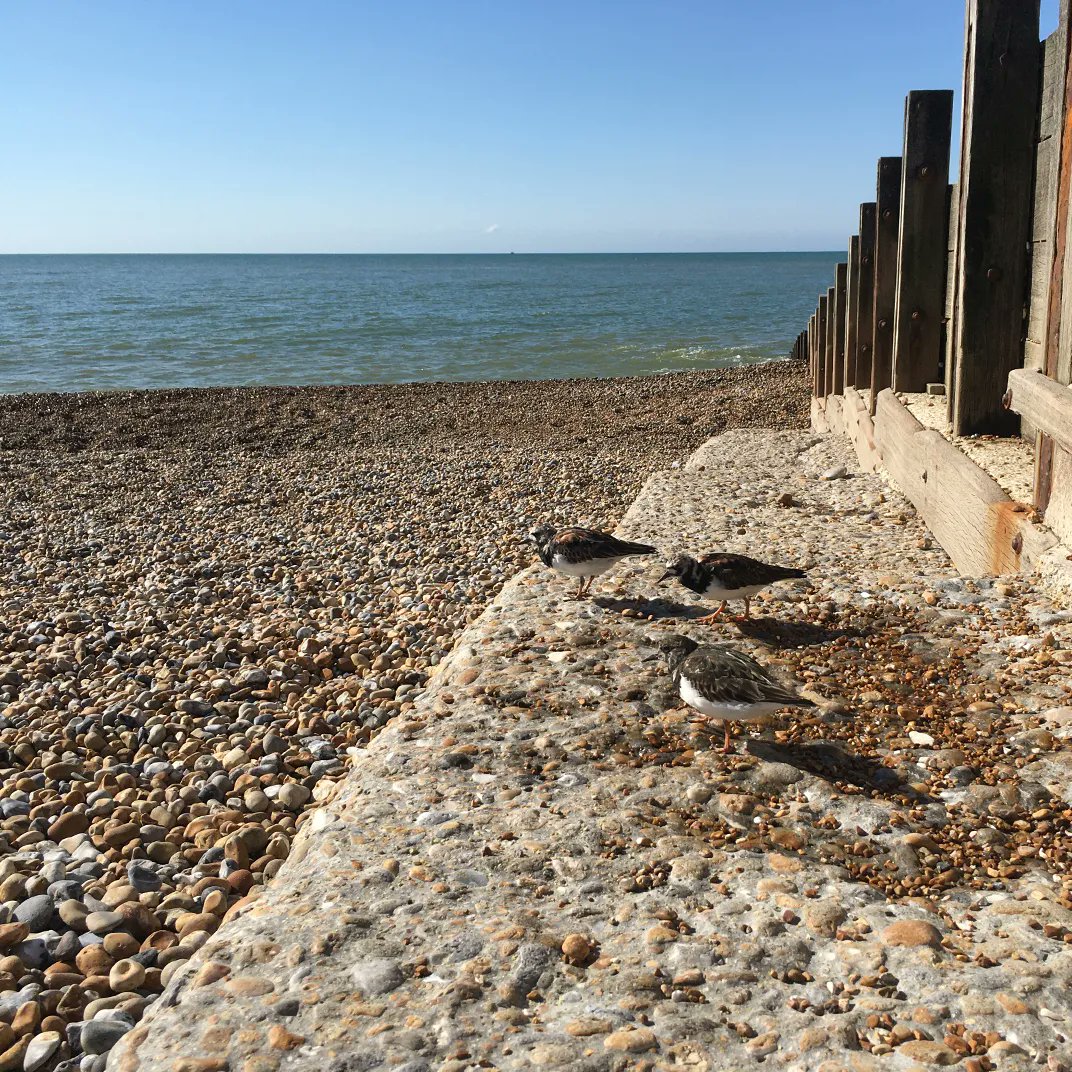 Daisy_KetoWoman's tweet photo. A few of my turnstone friends. They know who has the pot of seeds!
#KetoWoman #KetoWomanPodcast https://t.co/6wvYXINuig