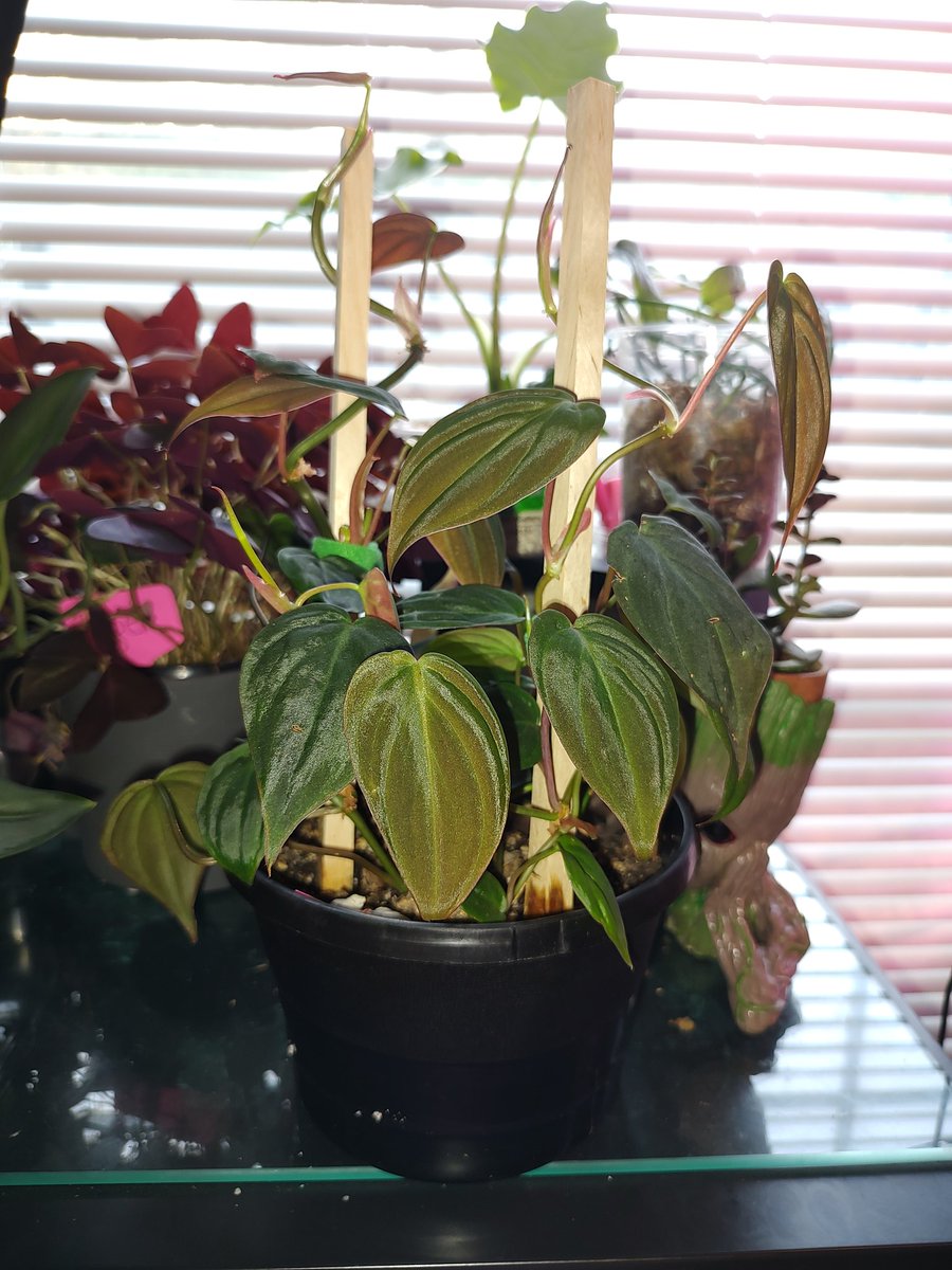 themrschaos's tweet photo. My sun stressed micans are so pinky and cute until you turn your flash on 😍 My IRL BFF gave me three cuttings last year and this is them now 🥲

#Philodendron hederaceum '#Micans' #plant #PlantTwitter #plantmommy  #houseplants #houseplant https://t.co/ttzGu6PBqt