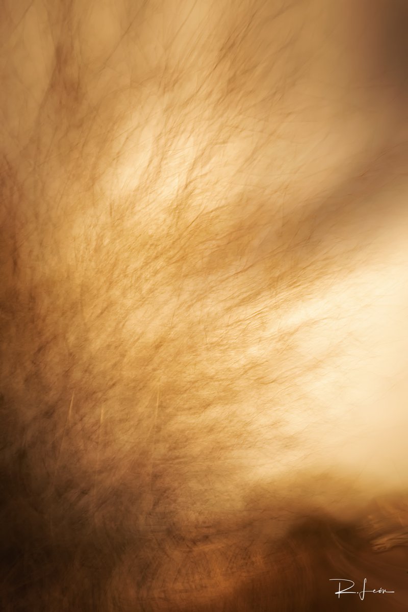 RicardoALeonG's tweet photo. #Dance #Retrato #ICM #PhotoImpressionism #IntentionalCameraMovement #AbstractPhoto #Infrared #FalseColors #Infrarrojo #FineArtPhotography #icmphotography https://t.co/GYZMJFizzv
