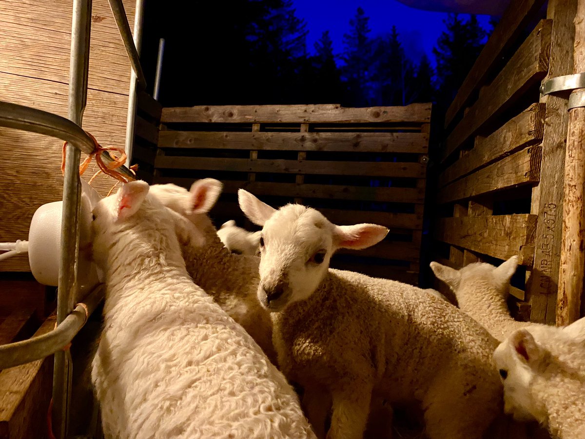Evening check on the bottle lambs- growing strong on the automatic lamb feeder. Amazing what we can do now that we have electricity.  These are triplet-born lambs:  leaving two lambs on the ewe out on pasture, and one goes on the machine, so everyone gets the feed they need.