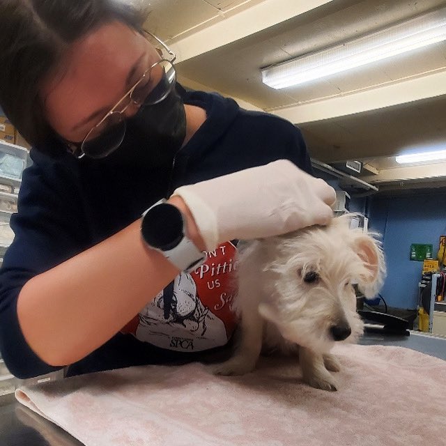 RETURNED: Following the PSPCA’s outreach to the public &amp; media, leads were identified as to the individuals involved &amp; the stolen puppy was turned into the Philadelphia Police Dpt. The PPD brought the puppy to the PSPCA where it was confirmed through microchip to be Wendy.