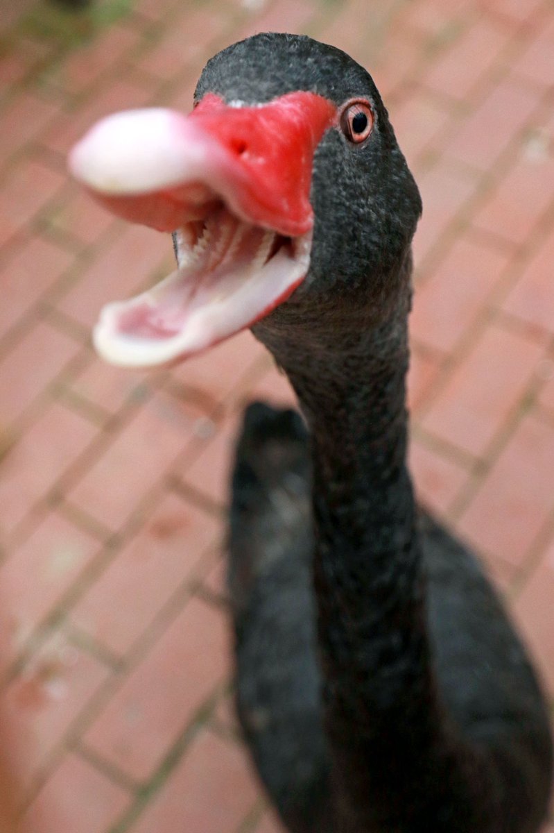 fujikachoen's tweet photo. 飯よこせの圧をかけてくるコクチョウ
📷2022.05.08

#富士花鳥園 https://t.co/xyK5Wo5c7V