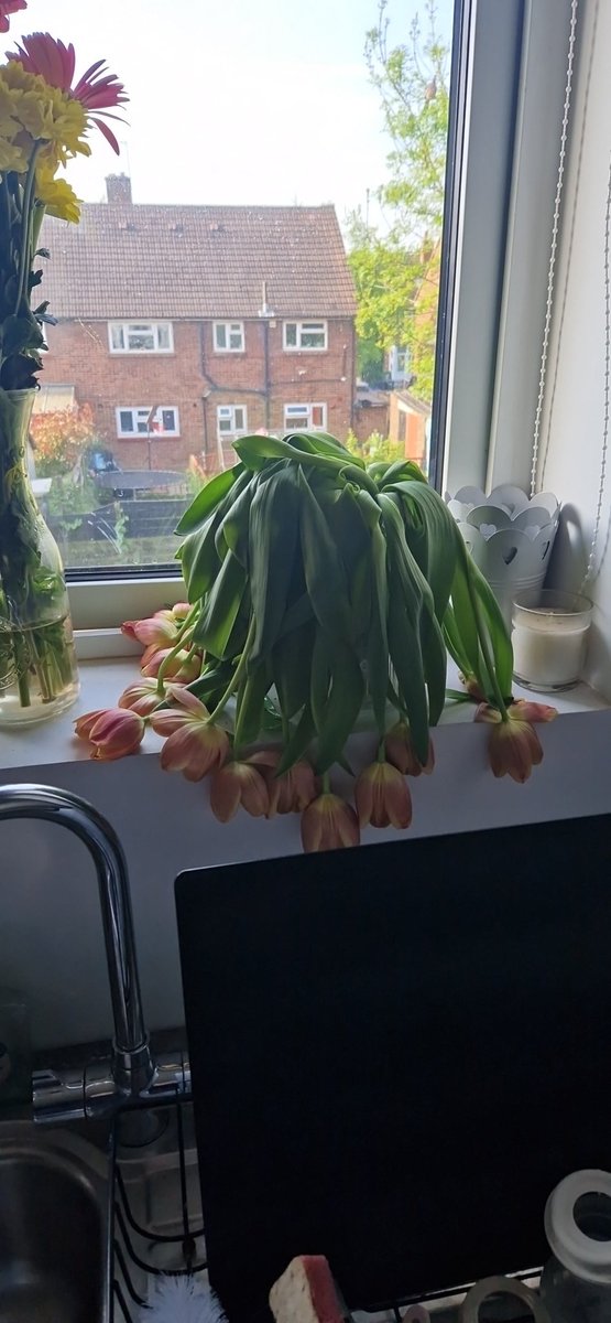 i think this is the most dramatic death of flowers I've ever seen