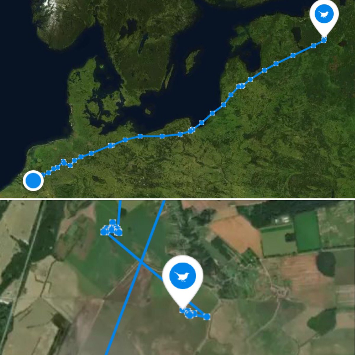 jsloothaak's tweet photo. Inmiddels is 'onze' gezenderde kievit doorgevlogen naar Rusland. Ze zit ten zuiden van Loega in een drassig landbouwgebied (https://t.co/pNgTODeOZ6). Ze leert ons nu niets over het biotoopgebruik van kievitkuikens, maar dit is ook bijzondere info! @Naturified @Sovon https://t.co/dLbNqNHJPc
